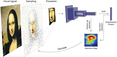 Biologically Inspired Deep Learning Model for Efficient Foveal-Peripheral Vision